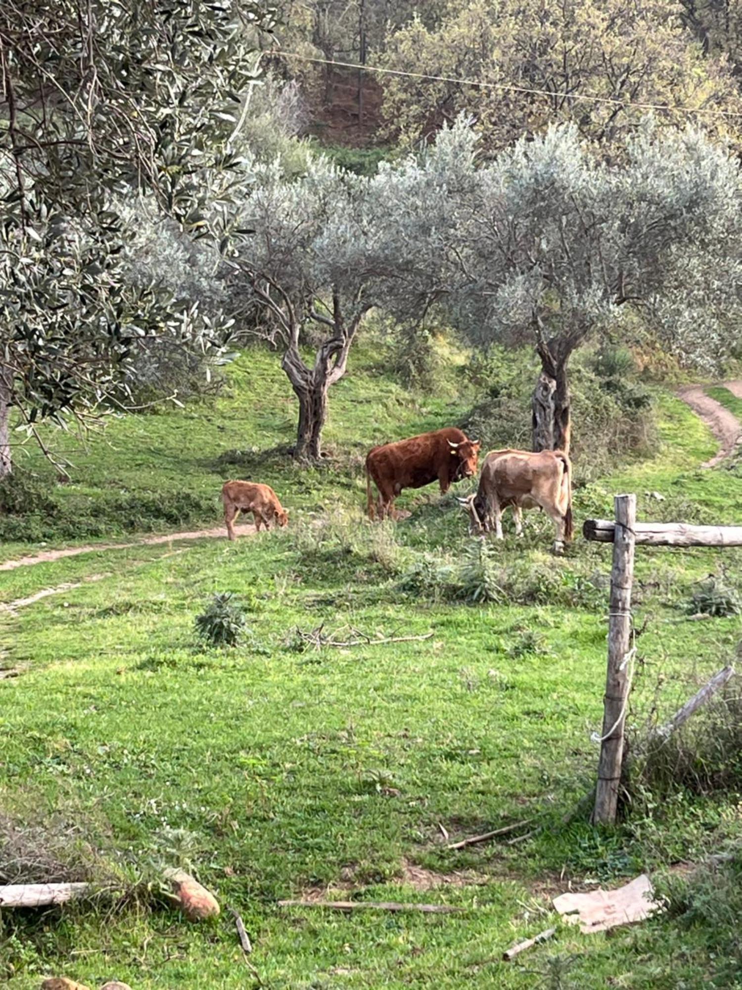 Agriturismo Serre SantʼAgata di Militello Kültér fotó