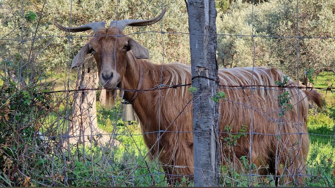 Agriturismo Serre SantʼAgata di Militello Kültér fotó
