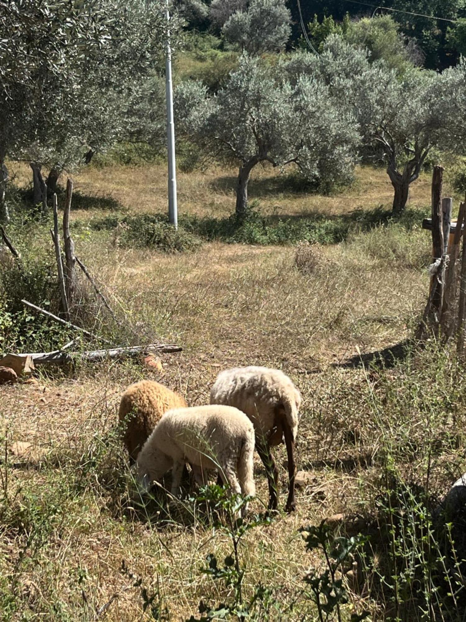 Agriturismo Serre SantʼAgata di Militello Kültér fotó